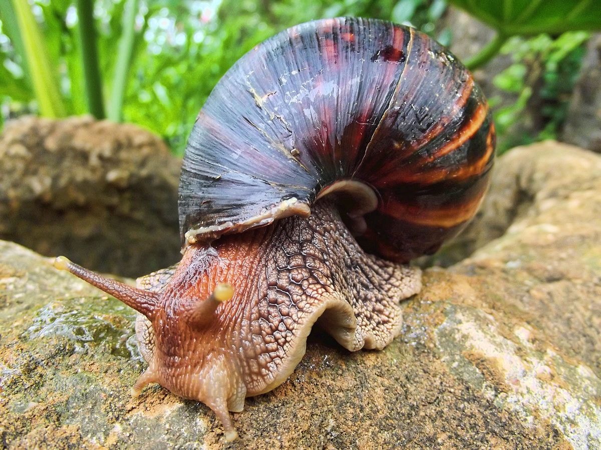 Nigeria_Snail